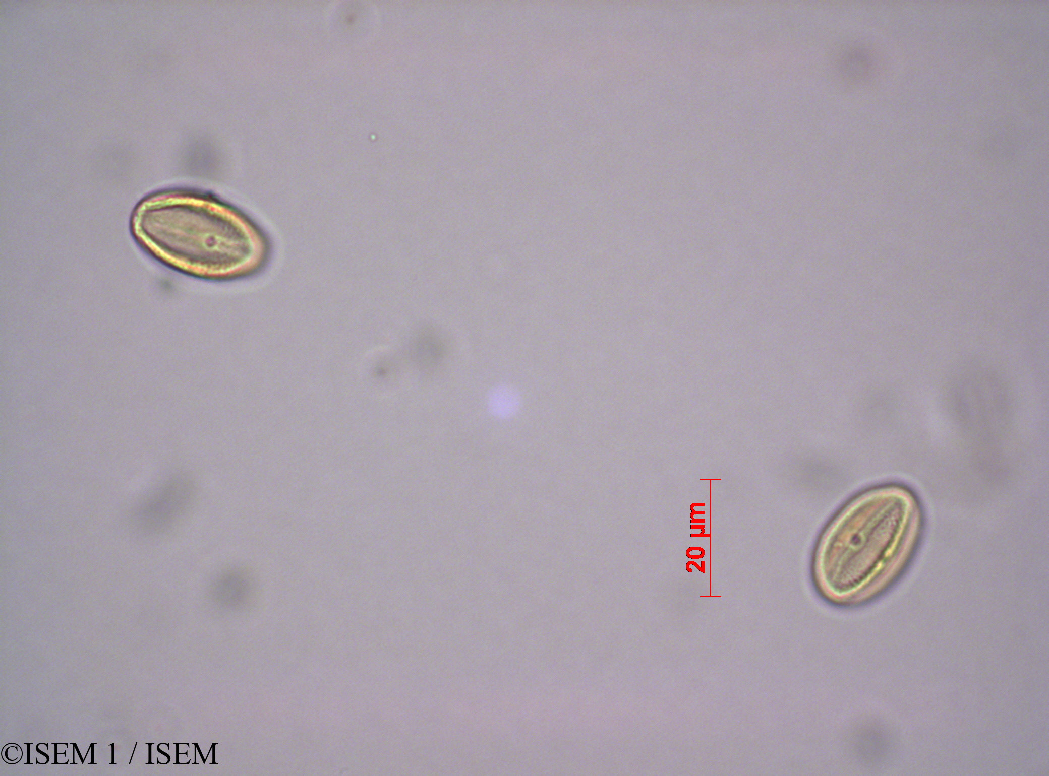 ISEM 1/Phyllanthus_urinaria_28490/Phyllanthus_urinaria_28490_0001(copy).jpg